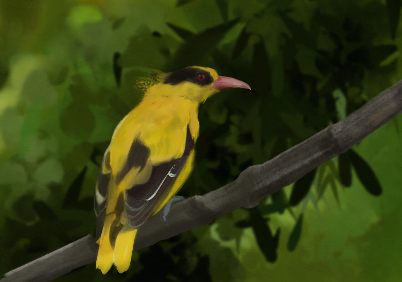 Golden Oriole